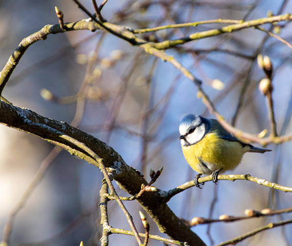 Kuvassa näkyy sinitiainen puun oksalla